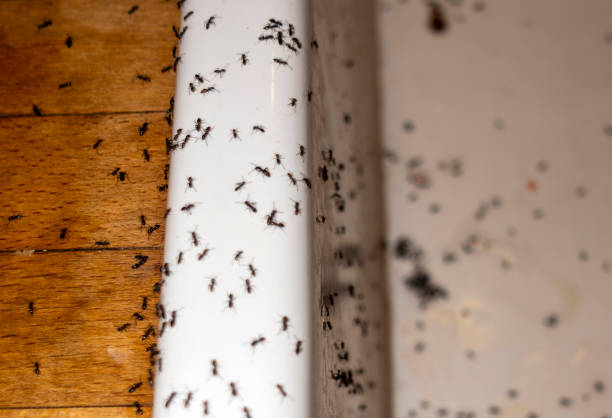 Best Insect Control  in Swift Trail Junction, AZ