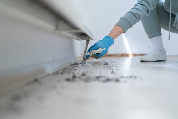 Best Emergency Pest Control  in Swift Trail Junction, AZ